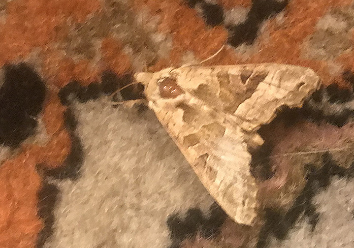 Falene da ID - Verona #3: Phlogophora meticulosa - Noctuidae